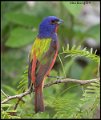 _9SB0109 painted bunting